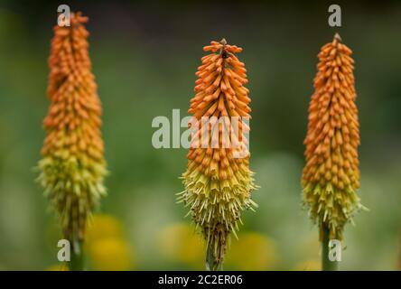 Kniphofia Tritoma, Red Hot Poker, Fackel Lilie, Knofflers Poker Pflanze, Stockfoto