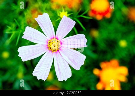Cosmos Bipinnatus, gemeinhin als der Garten Kosmos oder mexikanische aster Stockfoto