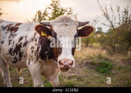 Kuh auf der Weide Stockfoto