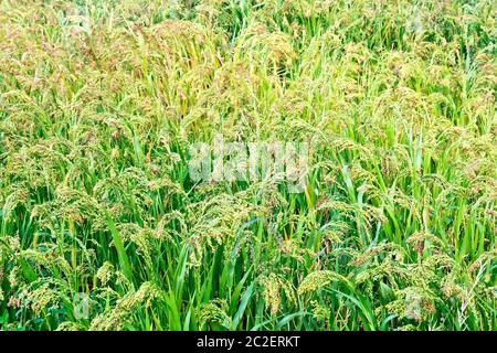 Reifung Hirse ährchen Hirse vor dem hintergrund der grünen Blätter und Gras Stockfoto