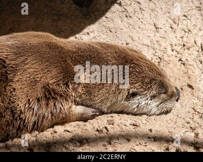 River Otter, Lutra canadensis, liegt auf einem Felsen im Arizona-Sonora Desert Museum, in der Nähe von Tucson, Arizona. (Unverlierbar) Stockfoto