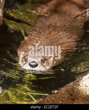 River Otter, Lutra canadensis, schwimmt in einem Teich im Arizona-Sonora Desert Museum, in der Nähe von Tucson, Arizona. (Unverlierbar) Stockfoto