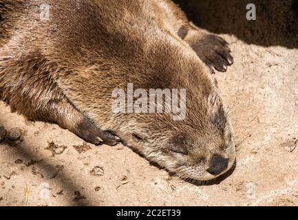 River Otter, Lutra canadensis, liegt auf einem Felsen im Arizona-Sonora Desert Museum, in der Nähe von Tucson, Arizona. (Unverlierbar) Stockfoto