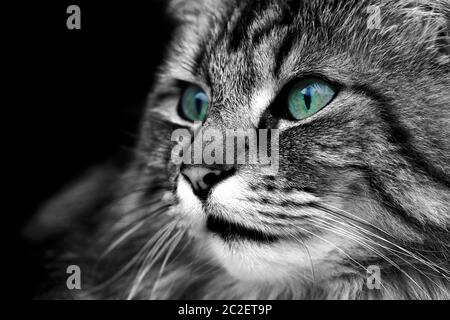 Nahaufnahme einer schönen braunen Norwegischen Waldkatze Stockfoto