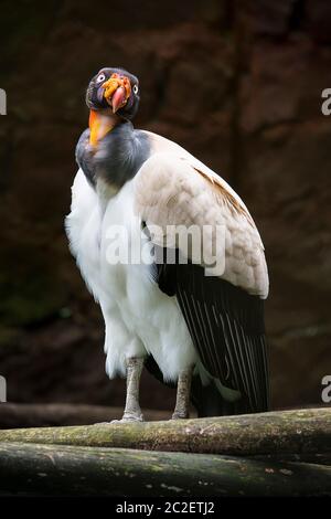 Dies ist ein großer Vogel. Es ist ein Sarcoramphus Papa ein schöner Kondor Stockfoto