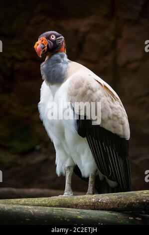 Dies ist ein großer Vogel. Es ist ein Sarcoramphus Papa ein schöner Kondor Stockfoto