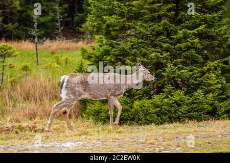 Ein Hirn in der Tierwelt von Nova Scotia Kanada Stockfoto