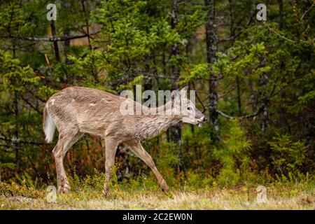 Ein Hirn in der Tierwelt von Nova Scotia Kanada Stockfoto