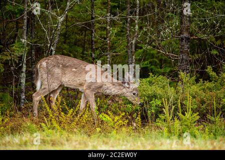 Ein Hirn in der Tierwelt von Nova Scotia Kanada Stockfoto