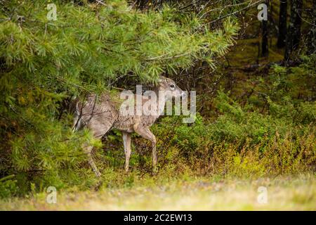 Ein Hirn in der Tierwelt von Nova Scotia Kanada Stockfoto