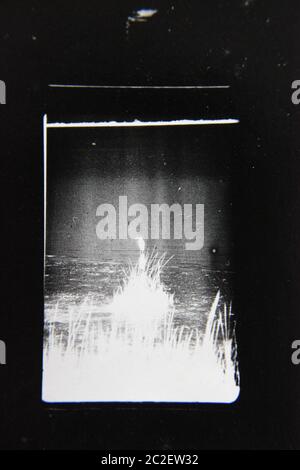 Feine 70er Jahre Vintage Kontaktdruck schwarz-weiß extreme Fotografie von Wildpflanzen wachsen in den Feldern. Stockfoto