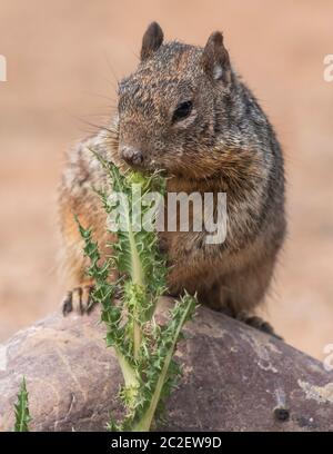 Rock Squirrel, Otospermophilus variegatus, im Ufergebiet bei Water Ranch, Gilbert, Arizona Stockfoto