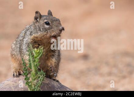 Rock Squirrel, Otospermophilus variegatus, im Ufergebiet bei Water Ranch, Gilbert, Arizona Stockfoto