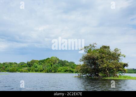 Panorama vom Amazonas-Regenwald, brasilianische Feuchtgebiet Region. Schiffbaren Lagune. Südamerika-Wahrzeichen. Amazonien Stockfoto