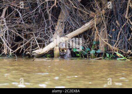 Riesenotter auf Wasser aus Feuchtgebiet Pantanal, Brasilien. Brasilianischen Tierwelt. Pteronura brasiliensis Stockfoto