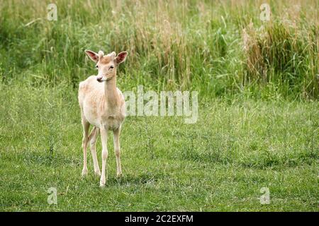 Weißer Damhirsch (Dama Dama) auf einer Wiese im Sommer Stockfoto