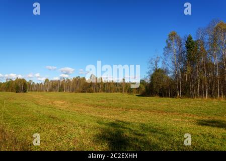 Sonnige Lichtung im Herbst, Bäume und Himmel mit Wolken Stockfoto