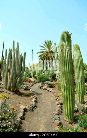 Kaktus Garten in La Oliva, Fuerteventura, eine der Kanarischen Inseln Stockfoto