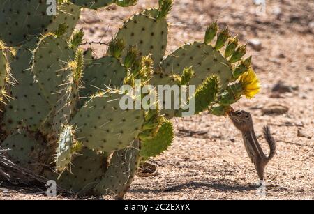 Yuma Antelope Squirrel, Ammospermophilus harrisi, ernährt sich von Blüten eines Engelmann-Kaktus aus Kaktus, Opuntia phaeacantha, im Saguaro National Par Stockfoto