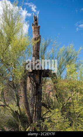Ein Paloverde, Cercidium sp., wächst um einen alten Saguaro Kaktus, Carnegiea gigantea, im Saguaro National Park, Arizona Stockfoto