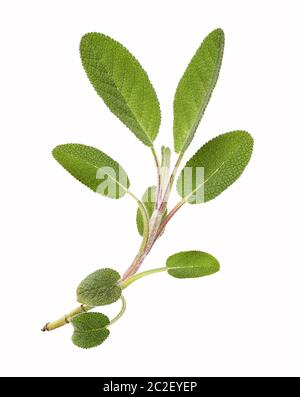 Frischer Salbeistamm, isoliert Stockfoto