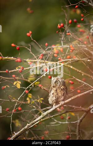 Eurasian scops Owl (Otus scops scops) - kleine Eule auf einem Ast im herbstlichen Wald Stockfoto