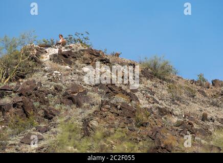 Ein Wanderer macht eine Pause im Dreamy Draw Park, Teil des Phoenix Mountains Preserve in der Nähe von Phoenix, Arizona Stockfoto