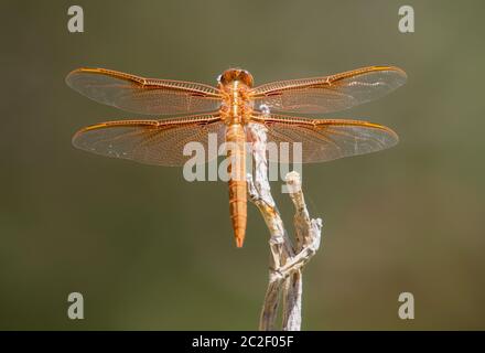 Eine Flammenschimmer-Libellula saturata, verbarscht auf einem Zweig im Desert Botanical Garden, Phoenix, Arizona Stockfoto