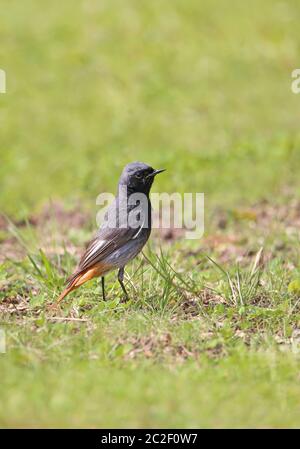 Maennchen aus dem Haus rotase Phoenicurus ochruros auf Wiese im Hochformat Stockfoto