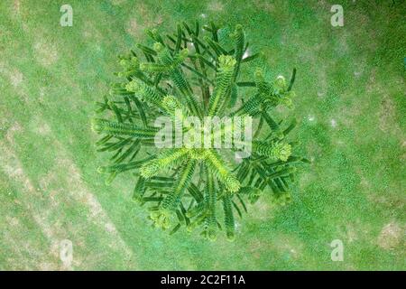 Luftaufnahme von Araucaria araucaana auch als der Affe Puzzle-Baum auf grünem Gras Hintergrund bekannt Stockfoto