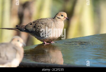 Eine Trauertaube, Zenaida macroura, steht auf einem Brunnen im Desert Botanical Garden, Phoenix, Arizona Stockfoto