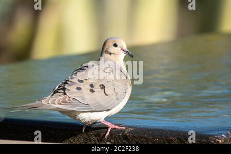 Eine Trauertaube, Zenaida macroura, steht auf einem Brunnen im Desert Botanical Garden, Phoenix, Arizona Stockfoto