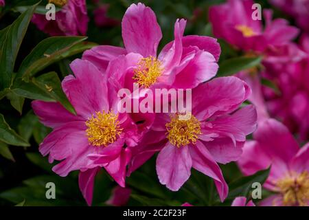 Drei rosa Pfingstrosen Blume aus nächster Nähe Stockfoto