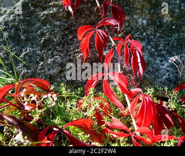 Tiefrote Blätter von Wildwein im Steingarten Stockfoto