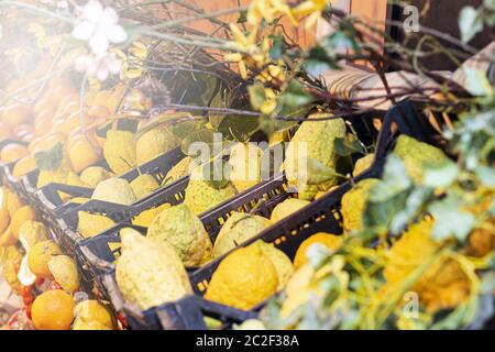 Gruppe von sizilianischen Zitrusfrüchten. Stockfoto