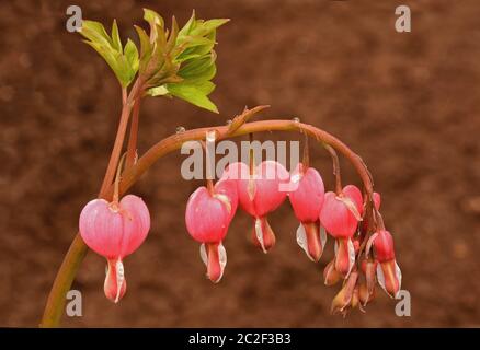 Nahaufnahme der frühlingsblühenden rosa blutenden Herzblume (Dicentra spectabilis) mit winzigen Regentropfen, die sich an den gebogenen Stiel Klammern. Stockfoto