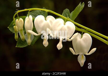 Nahaufnahme eines frühlingsblühenden weißen blutenden Herzens (Dicentra spectabilis) mit herzförmigen Blüten, die an einem langen, gebogenen Stamm mit dunklem Hintergrund baumeln. Stockfoto