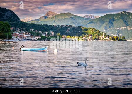 Blick auf einen schönen weißen Schwan und Boot auf dem wunderschönen Comer See bei Sonnenuntergang, Lombardei, Italien. Stockfoto