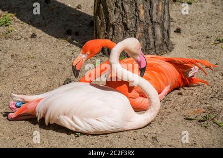 Zwei Flamingoköpfe rosa und rot außen Stockfoto