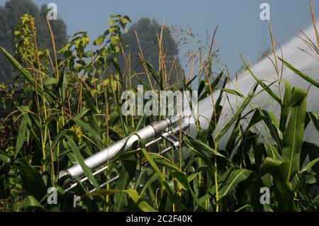 Bewässerungssystem in einem Maisfeld Stockfoto
