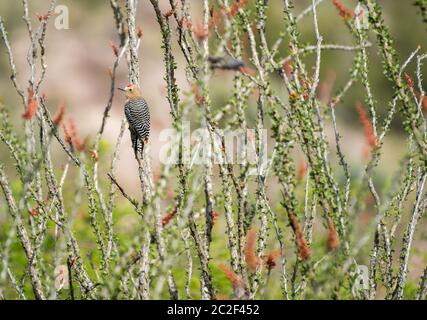 Ein männlicher Gila Woodpecker, Melanerpes uropygialis, stecht auf einem Ocotillo, Fouquieria splendens, im Sonoita Creek State Natural Area, Arizona Stockfoto