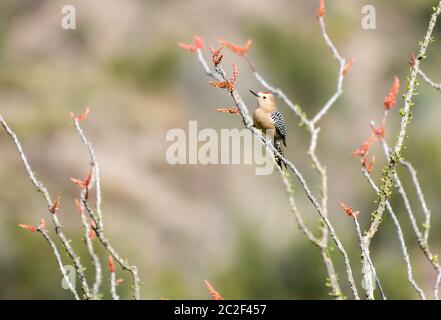 Ein männlicher Gila Woodpecker, Melanerpes uropygialis, stecht auf einem Ocotillo, Fouquieria splendens, im Sonoita Creek State Natural Area, Arizona Stockfoto