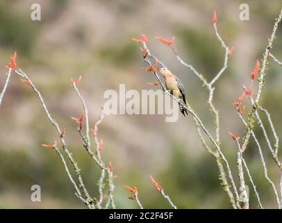 Ein männlicher Gila Woodpecker, Melanerpes uropygialis, stecht auf einem Ocotillo, Fouquieria splendens, im Sonoita Creek State Natural Area, Arizona Stockfoto