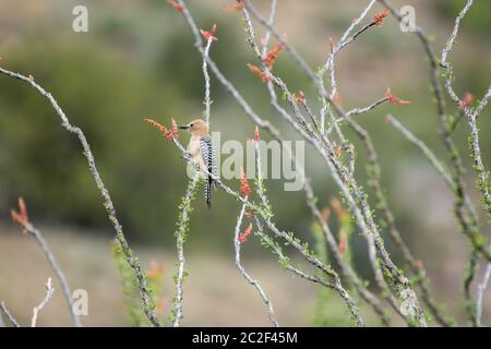 Ein männlicher Gila Woodpecker, Melanerpes uropygialis, stecht auf einem Ocotillo, Fouquieria splendens, im Sonoita Creek State Natural Area, Arizona Stockfoto