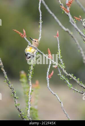 Ein männlicher Gila Woodpecker, Melanerpes uropygialis, stecht auf einem Ocotillo, Fouquieria splendens, im Sonoita Creek State Natural Area, Arizona Stockfoto