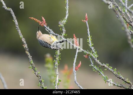 Ein männlicher Gila Woodpecker, Melanerpes uropygialis, stecht auf einem Ocotillo, Fouquieria splendens, im Sonoita Creek State Natural Area, Arizona Stockfoto