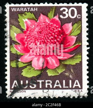 AUSTRALIEN - UM 1968: Briefmarke gedruckt von Australien, zeigt Waratah, um 1968 Stockfoto