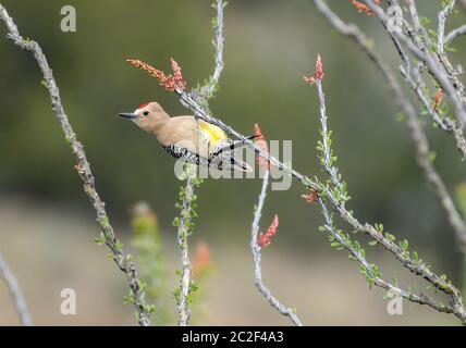 Ein männlicher Gila Woodpecker, Melanerpes uropygialis, stecht auf einem Ocotillo, Fouquieria splendens, im Sonoita Creek State Natural Area, Arizona Stockfoto