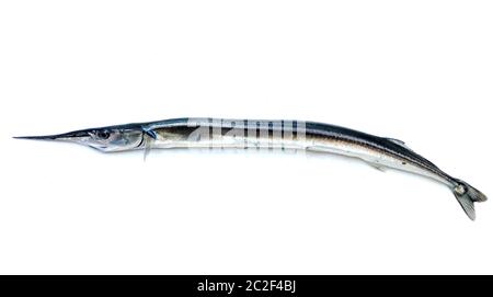 Frische rohe Needlefish vor weißem Hintergrund Stockfoto