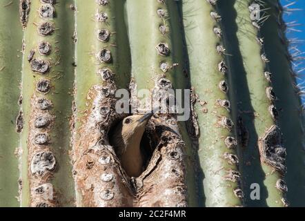 Ein weiblicher Gila-Specht, Melanerpes uropygialis, taucht aus seinem Nest in einem Saguaro-Kaktus, Carnegiea gigantea, im Arizona-Sonora Desert Museum, auf. Stockfoto